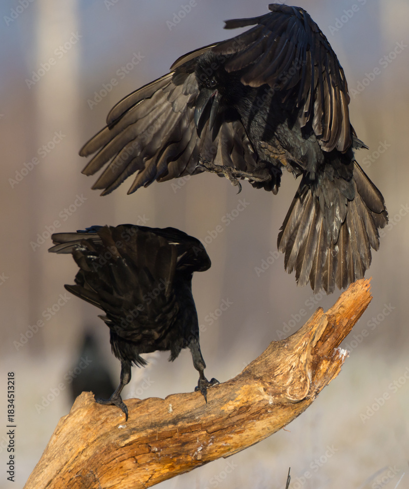 Fototapeta premium Common Raven - in autumn at a wetland