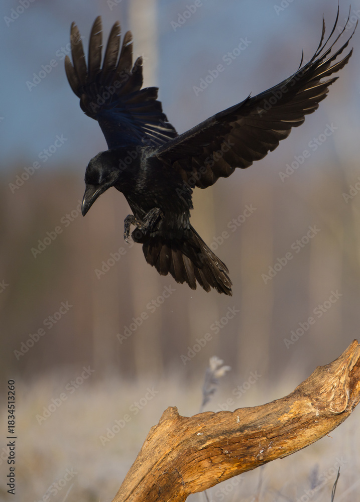 Fototapeta premium Common Raven - in autumn at a wetland