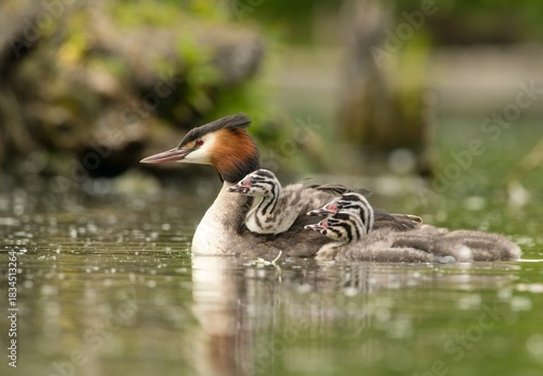Great crested grebe	