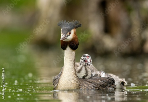 Great crested grebe	