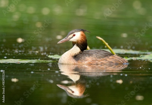 Great crested grebe	