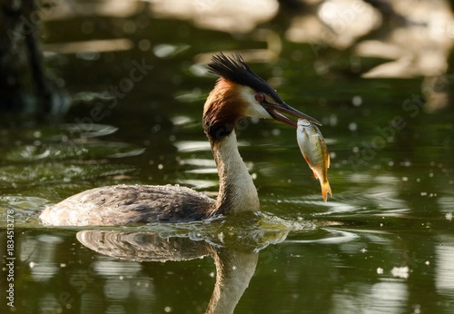 Great crested grebe	