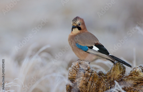 Eurasian Jay - in autumn  at a wetland