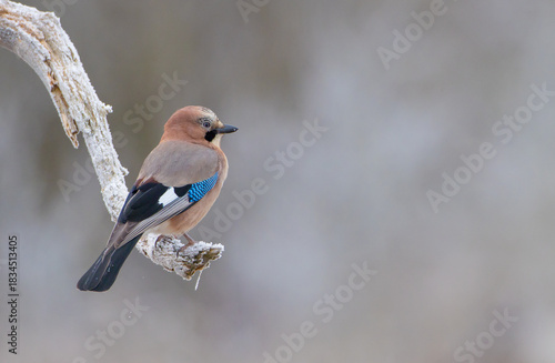 Eurasian Jay - in autumn  at a wetland