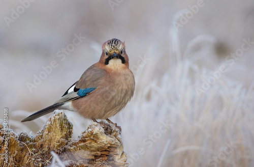 Eurasian Jay - in autumn  at a wetland