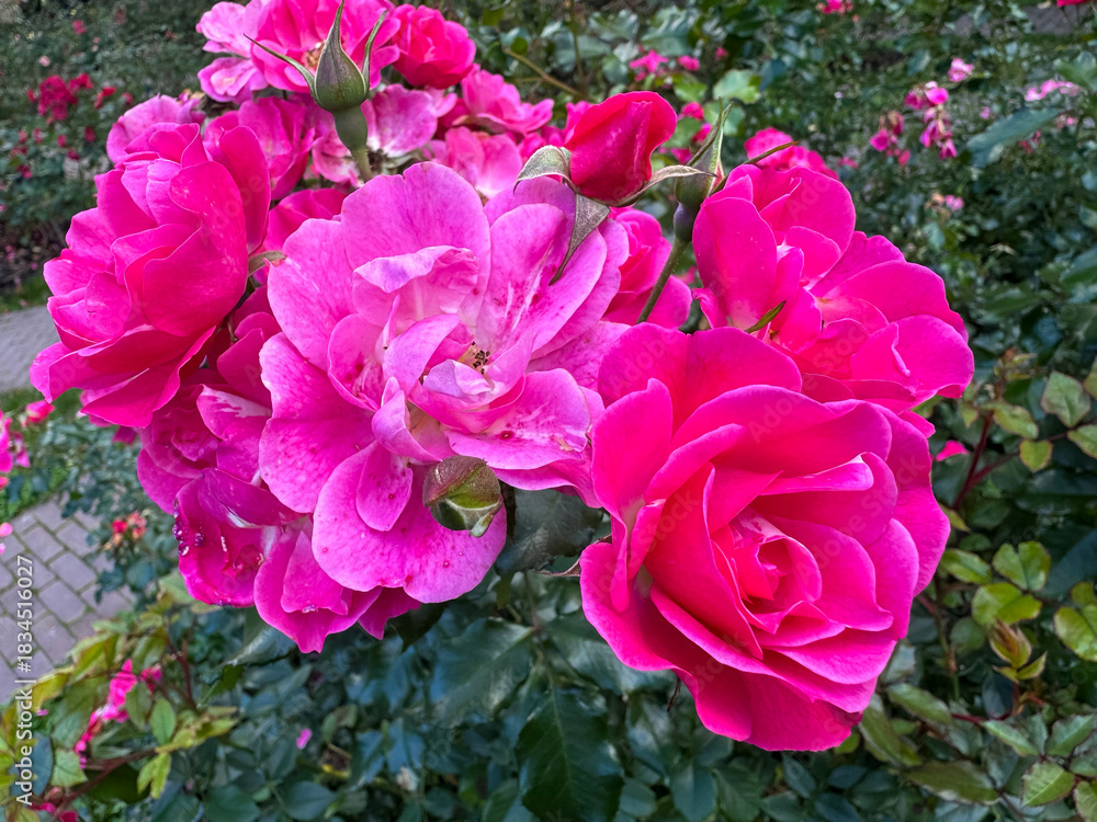Obraz premium A lush cluster of vibrant hot pink roses and buds in full bloom surrounded by deep green foliage in a garden setting.