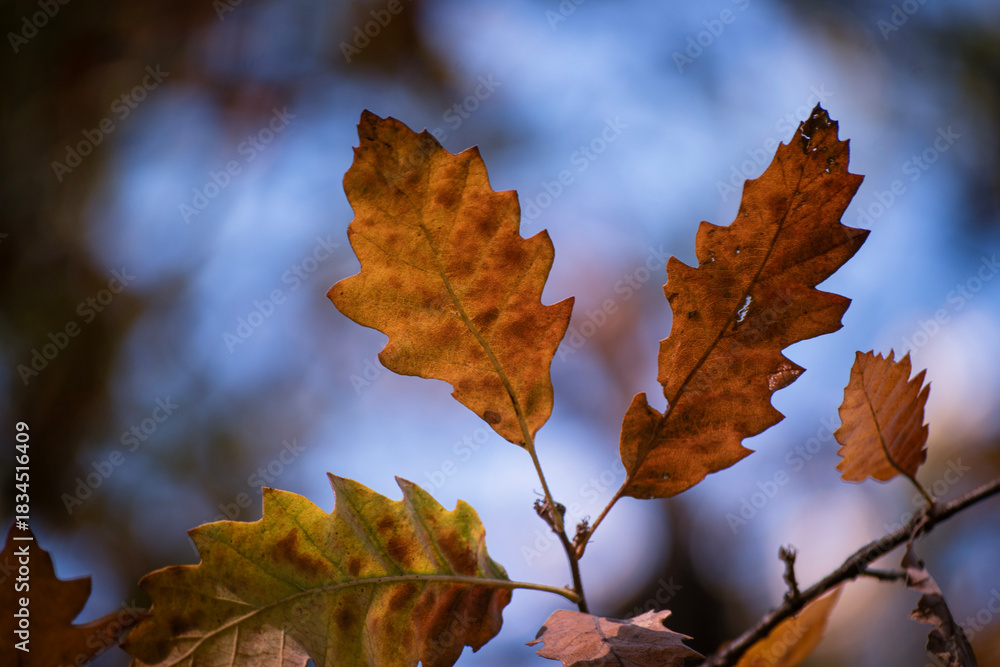 Fototapeta premium autumn leaves on blue sky