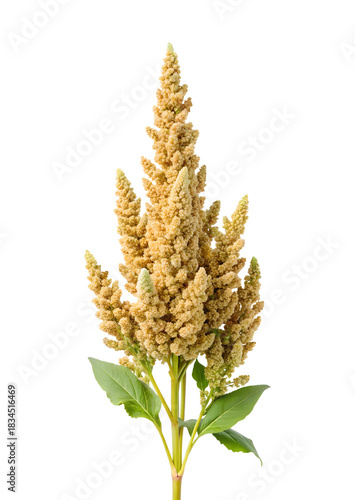 Quinoa plant branch isolated on transparent background