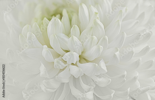 soft white chrysanthemum macro. Cloud Dancer color trend 2026