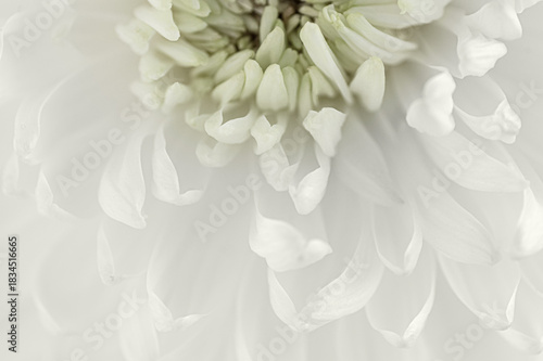 soft white chrysanthemum petal fringe. Cloud Dancer color trend 2026