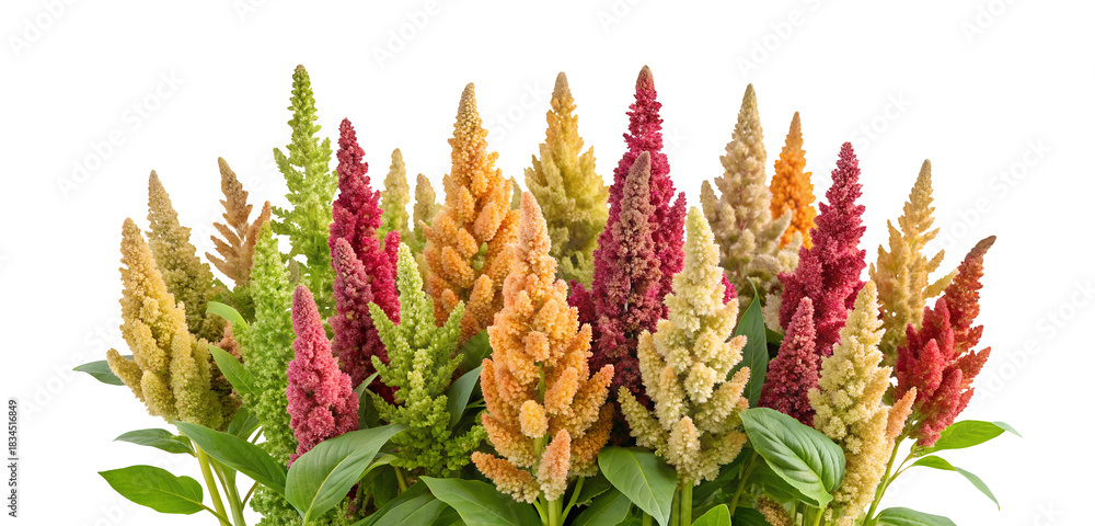 Fototapeta premium Quinoa plant celosia flowers clipping path png isolated on transparent background