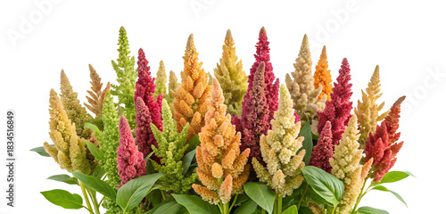 Quinoa plant celosia flowers clipping path png isolated on transparent background