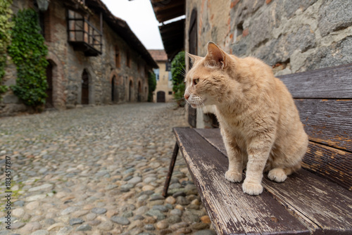 A short-haired red or ginger tabby cat sits in the foreground on an old, worn dark wooden bench, staring intently to the left. 