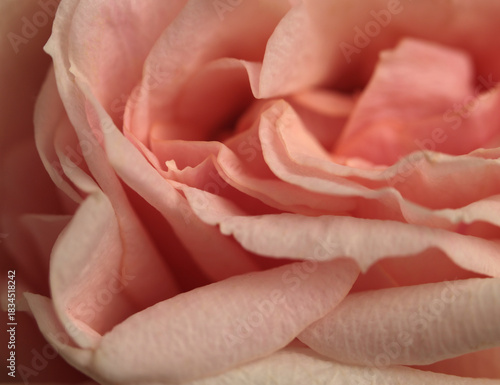 Close-up selective soft focus cream pink Rose Fower bud Petal bouquet. Macro Natural blur abstract background.