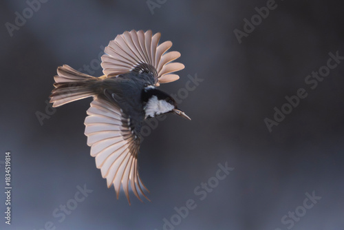 Willow Tit (Poecile montanus)