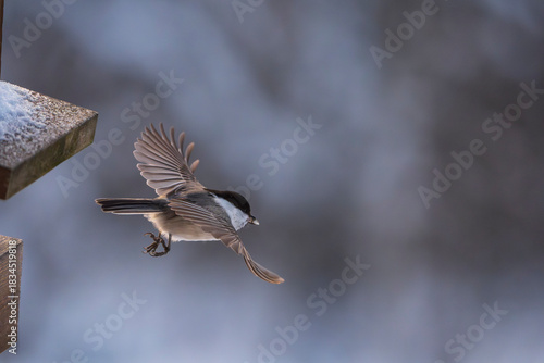 Willow Tit (Poecile montanus)