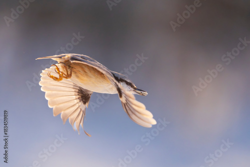 Eurasian Nuthatch (Sitta europaea) in flight