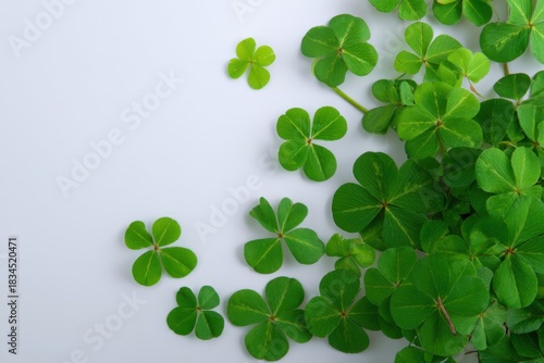 Clover Leaves on White Background