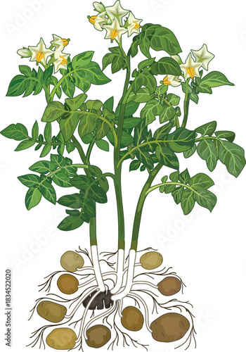 Flowering potato plant with tubers in botanical illustration style isolated on white background	