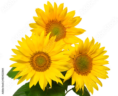 Flower bouquet with three sunflowers isolated on white background. The seeds and oil. Floral arrangement. Picturesque and conceptual scene. Flat lay, top view