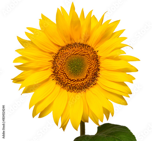 Sunflower head isolated on white background. Sun symbol. Flowers yellow, agriculture. Seeds and oil. Flat lay, top view. Bio. Eco. Creative