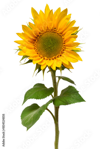 Closed and opening bud sunflower isolated on white background. Flower. Flat lay, top view