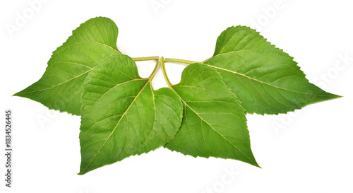 Four sunflower leaf isolated on white background. Flat lay, top view