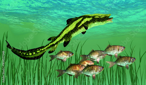 Edestus Shark Hunting - Edestus shark lived in seas of the Carboniferous Period in North America, England and Russia.