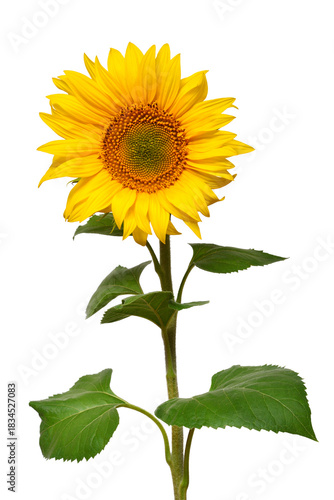 Sunflower isolated on white background. Sun symbol. Flowers yellow, agriculture. Seeds and oil. Flat lay, top view