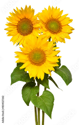 Flower bouquet with three sunflowers isolated on white background. The seeds and oil. Floral arrangement. Picturesque and conceptual scene. Flat lay, top view