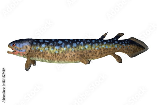 Rhizodus Fish Profile - Rhizodus was a carnivorous predator fish that lived in freshwater during the Devonian and Carboniferous Periods.