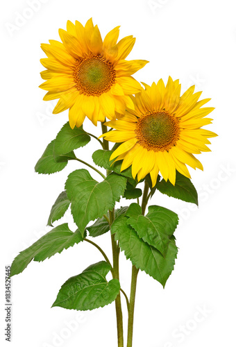 Two sunflowers in bouquet isolated on white background. Sun symbol. Flowers yellow, agriculture. Seeds and oil. Flat lay, top view. Bio. Eco. Creative