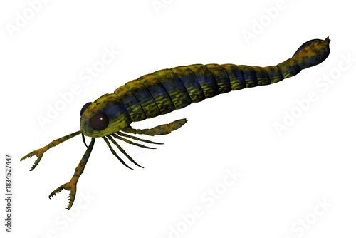 Pterygotus Scorpion - Pterygotus was a carnivorous marine arthropod that lived in seas of the Silurian and Devonian Periods.