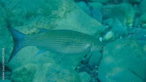 Golden grey mullet (Chelon auratus) undersea, Ligurian Sea, Italy, Imperia