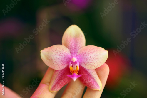 Beautiful rare orchid in pot on beautiful  background