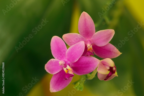 Beautiful rare orchid in pot on blurred background
