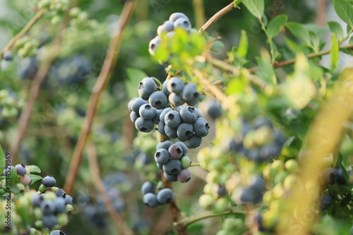 Ripe blueberries on bunch in an orchard