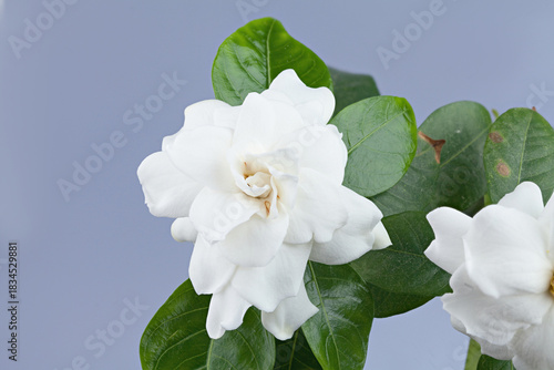beautiful white flower gardenia on  grey background