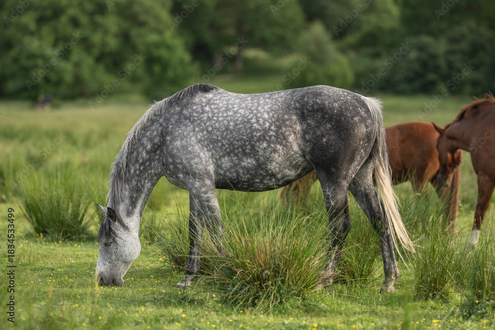 Ταπετσαρία Dapple grey horse Equus ferus caballus grazing peacefully in lush green meadow
