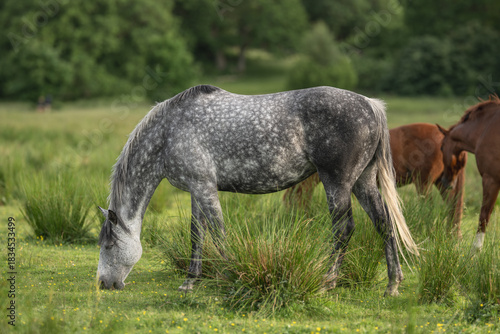 Canvas Print Dapple grey horse Equus ferus caballus grazing peacefully in lush green meadow