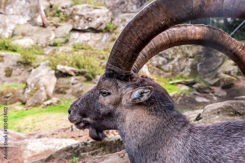 Portrait of one wild goat. Alpine ibex. Capra ibex. One male bouquetin resting.