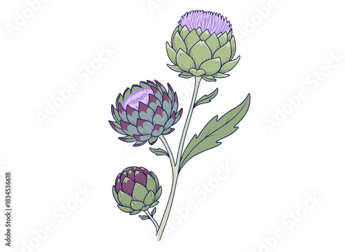 A line drawing of milk thistle flowers, a botanical etching of wild Cirsium, a detailed sketch of a field flower, a vintage illustration of a thorny herb, and a hand‑drawn vector image set against a