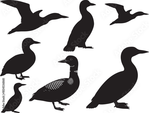 Common Loon Silhouette