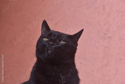 Green Eyed Black Cat Close Up With Thoughtful Expression