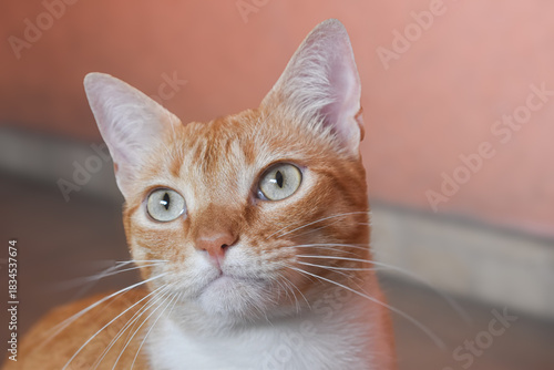 Serious Orange Cat Portrait - Close Up