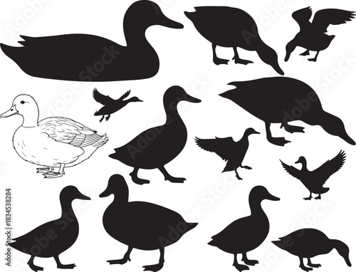 set of silhouettes of duck