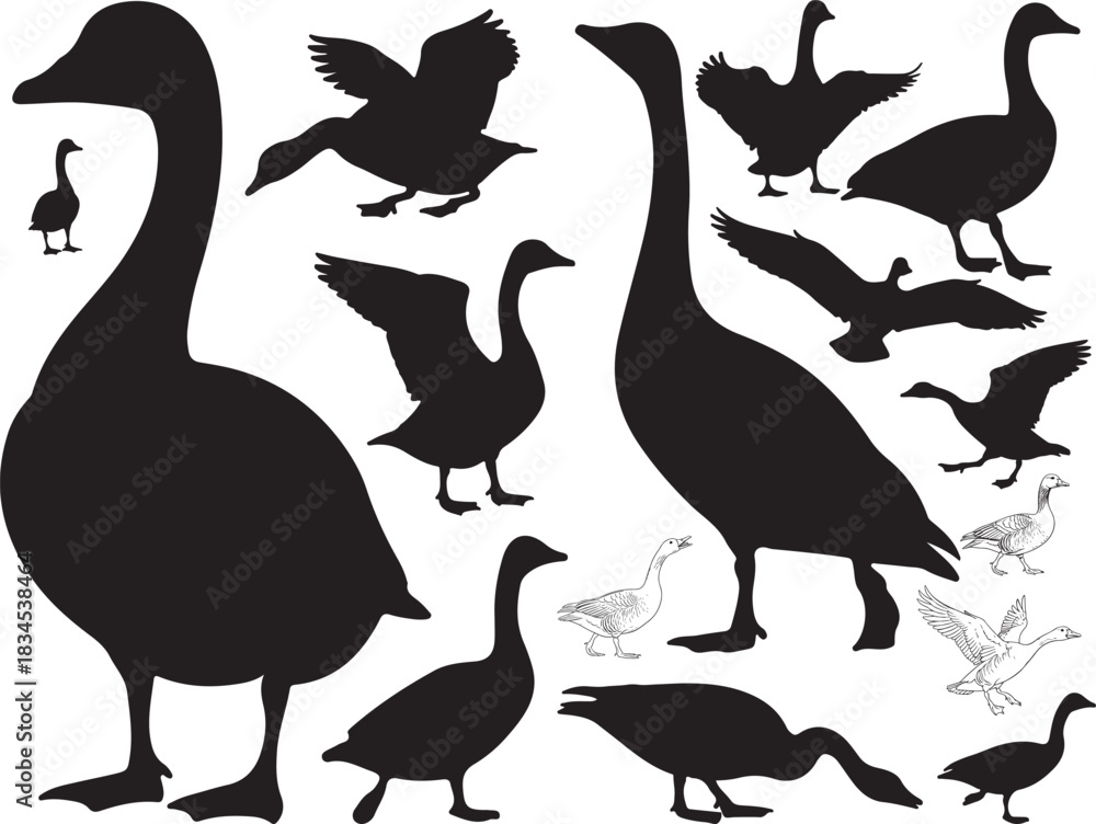 Fototapeta premium Goose Silhouettes