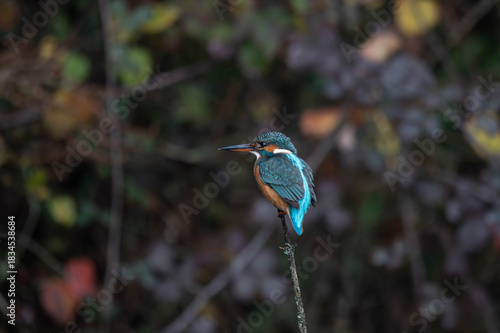 bird, kingfisher, nature, wildlife, animal, birds