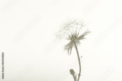 Dandelion minimal nature background, Cloud Dancer trend, color of year 2026