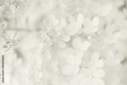 White floral abstract background, Cloud Dancer trend, color of year 2026